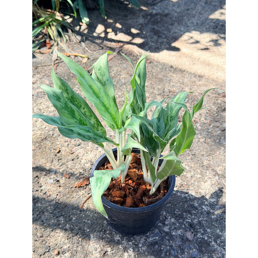 มุมมอง 3