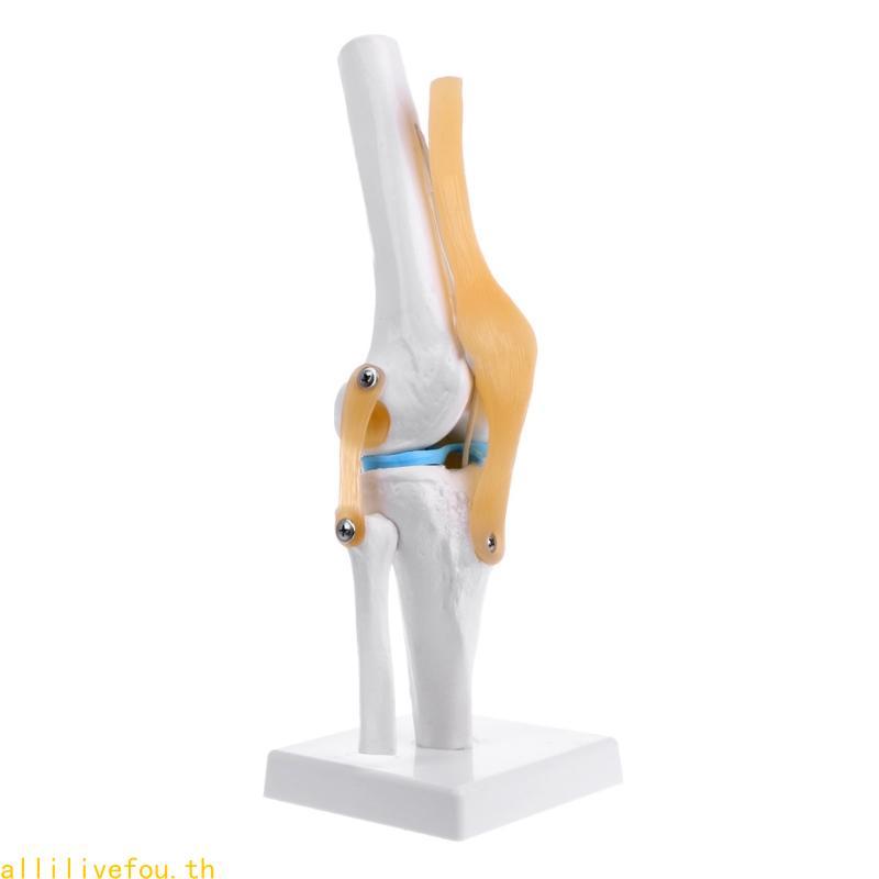 LIVE Human Anatomical Knee Joint ยืดหยุ่นโครงกระดูกรุ่น Medical Learning Aid Anatomy