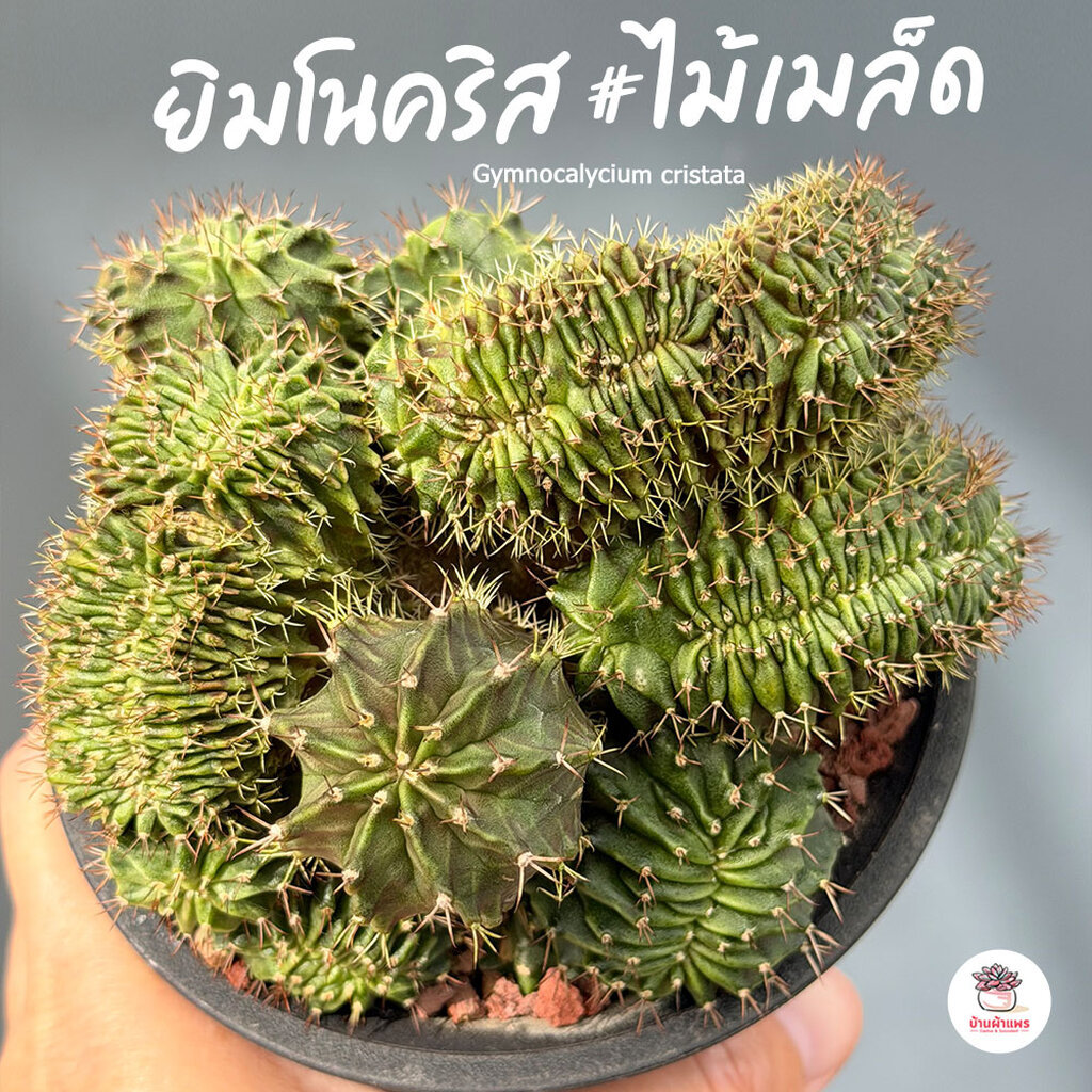 ยิมโนคริส #ไม้เมล็ด Gymnocalycium cristata แคคตัส กระบองเพชร cactus&succulent