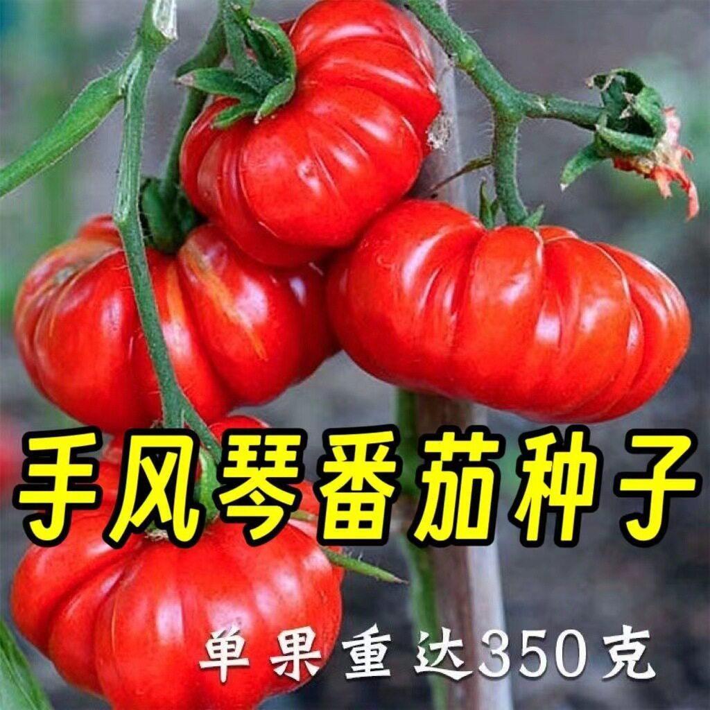 现货热卖老品种手风琴番茄种子巨型马蹄番茄种子丑八怪丑柿子四季蔬菜种子Old variety accordion tomato seeds, giant horseshoe tomato.2026040