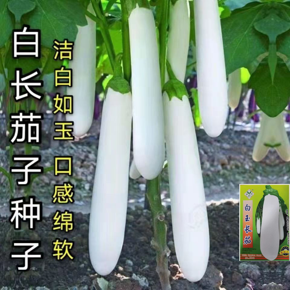 现货热卖白色长茄种籽白玉长茄白雪公主茄子种子白茄子种籽春夏秋四季White Long Eggplant Seed White Jade Long Eggplant Snow White Eggplan