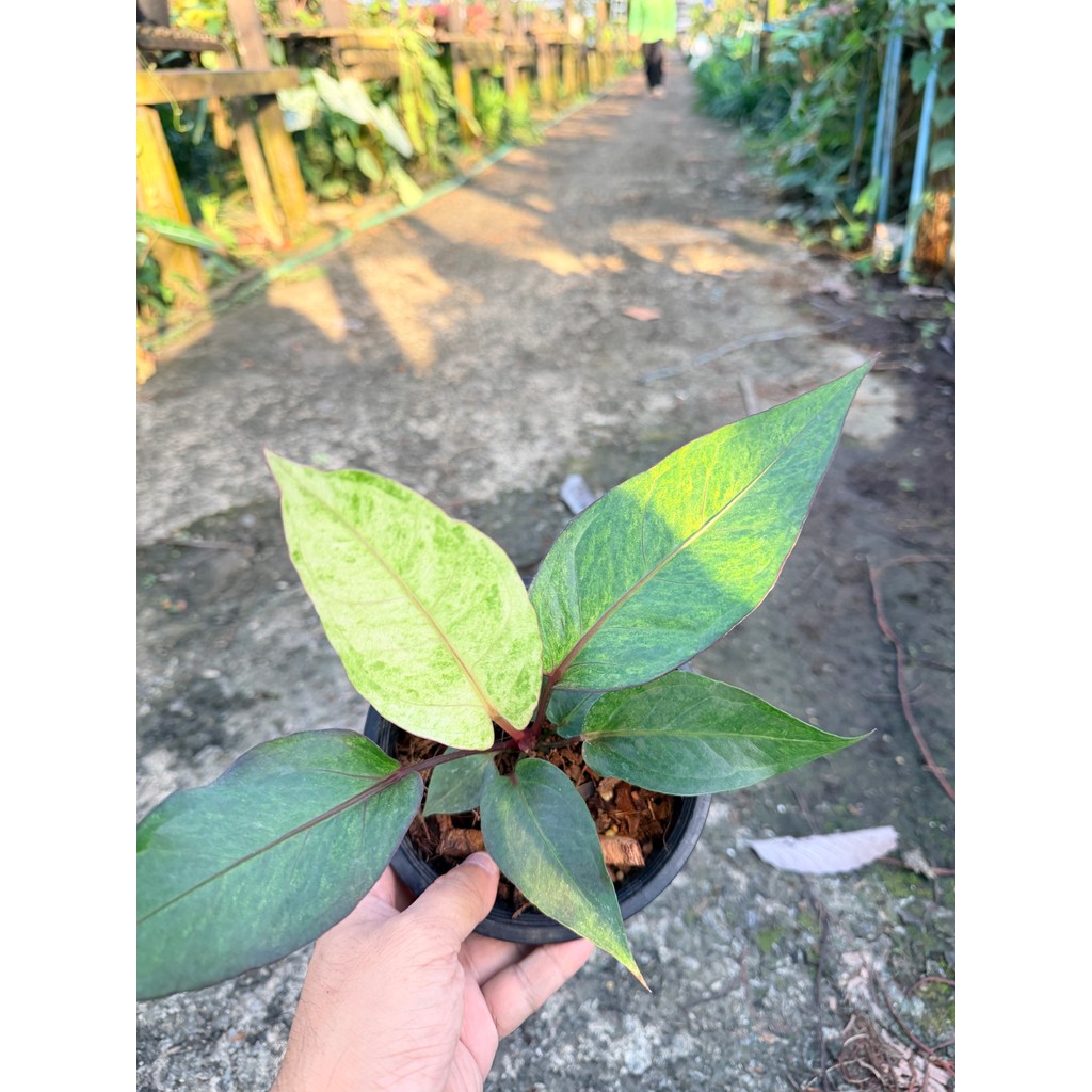 มุมมอง 6