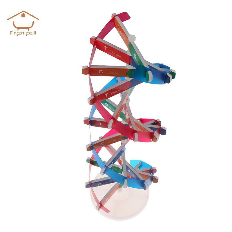 FIN Human Genes DNA รุ่น Double Helix ของเล่นวิทยาศาสตร์การสอนการเรียนรู้การศึกษาของเล่น TH