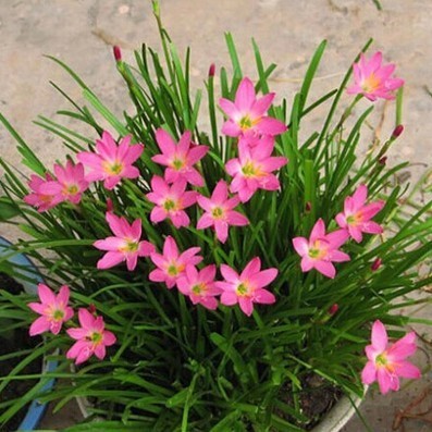 พร้อมสต็อกการจัดส่งที่รวดเร็ว Fengyu Orchid Plant หัวหอมกล้วยไม้พืชกระถาง Ball Root ดอกไม้พืช Leek L