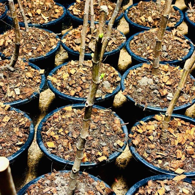 ธันวาคมเท่านั้น!! ต้นมะเดื่อฝรั่ง BNR ออกยอดอ่อน อายุ 1 ปี ตัดเหลือ 60 ซม. ใส่กระถาง 10 นิ้ว ต้นใหญ่