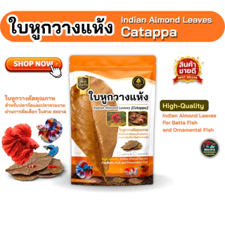 ใบหูกวางแห้ง คัดเกรดพรีเมียม ใบใหญ่ เรียบ สะอาด สำหรับปลากัดและปลาสวยงาม (บรรจุ 10 ใบ / 20 ใบ)