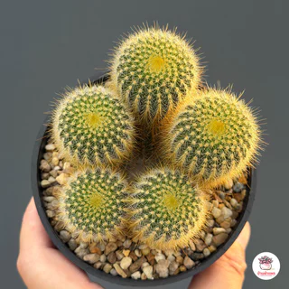 กระบองทอง #กอ Parodia Leninghausii แคคตัส กระบองเพชร cactus&succulent