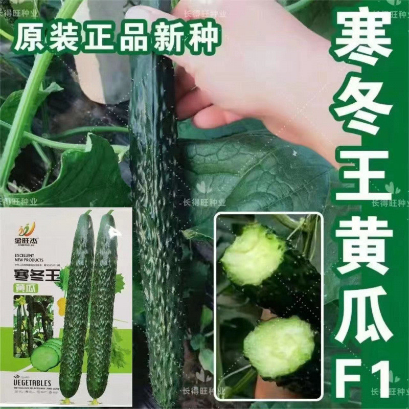 *现货*寒冬王黄瓜种子绿心黄瓜种子节节黄瓜种原装四季蔬菜种子大全批发Winter King cucumber seeds, green-fleshed cucumber seeds, segmente