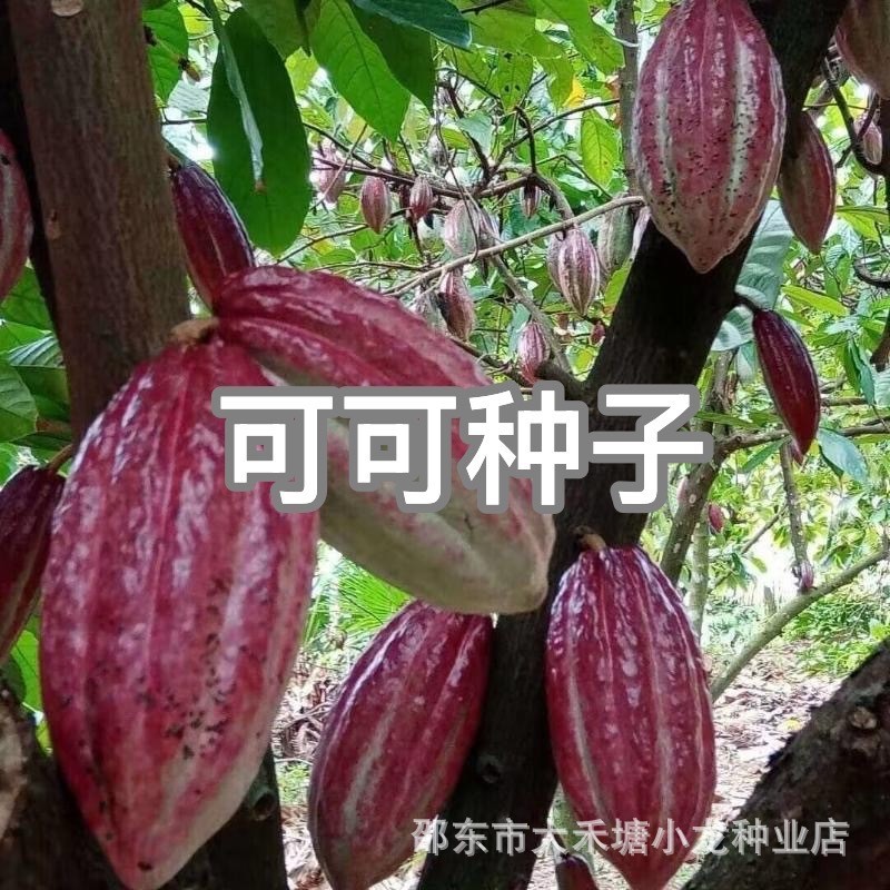 现货热卖可可种子海南热带水果巧克力制作可食用原料春夏季播种多年生树Cocoa seeds, Hainan tropical fruit, chocolate making20260409