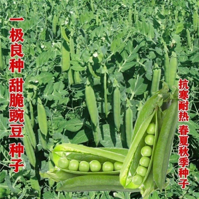 Sweet Pea Seed Ball Vermilion Seed Ball Sweet Pea Seed Planting Flower Seed Ball20251218