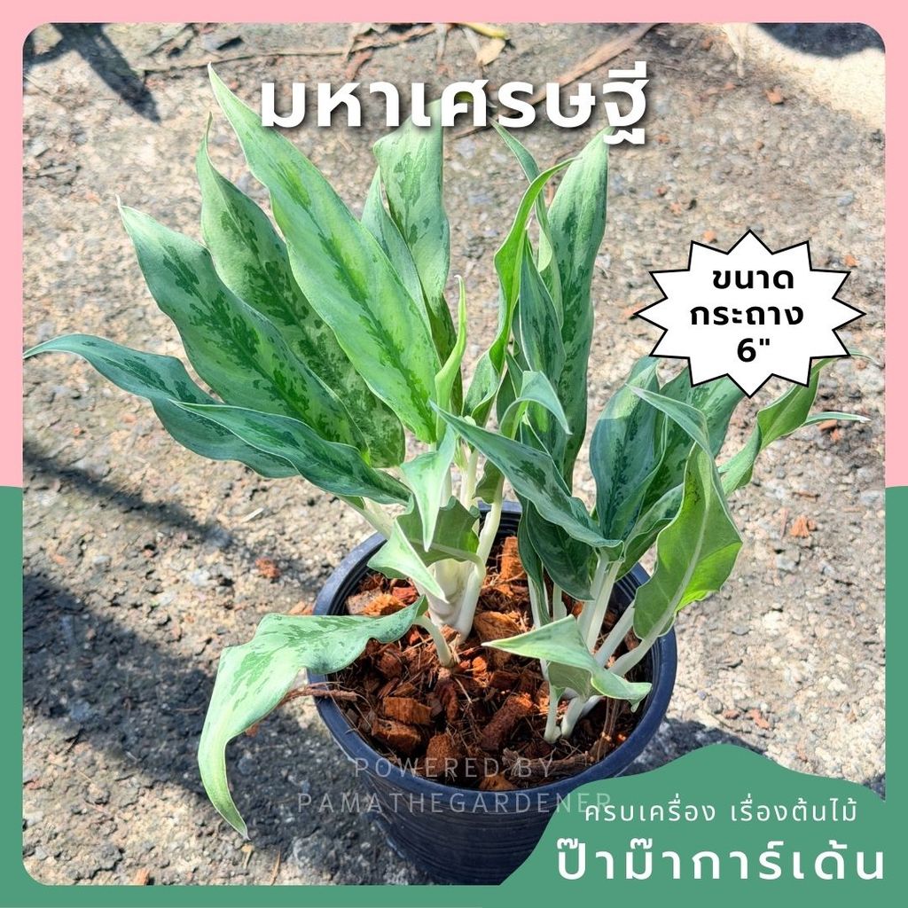 อโกลนีม่า มหาเศรษฐี กระถาง 6 นิ้ว – Aglaonema ‘Mahasethi’