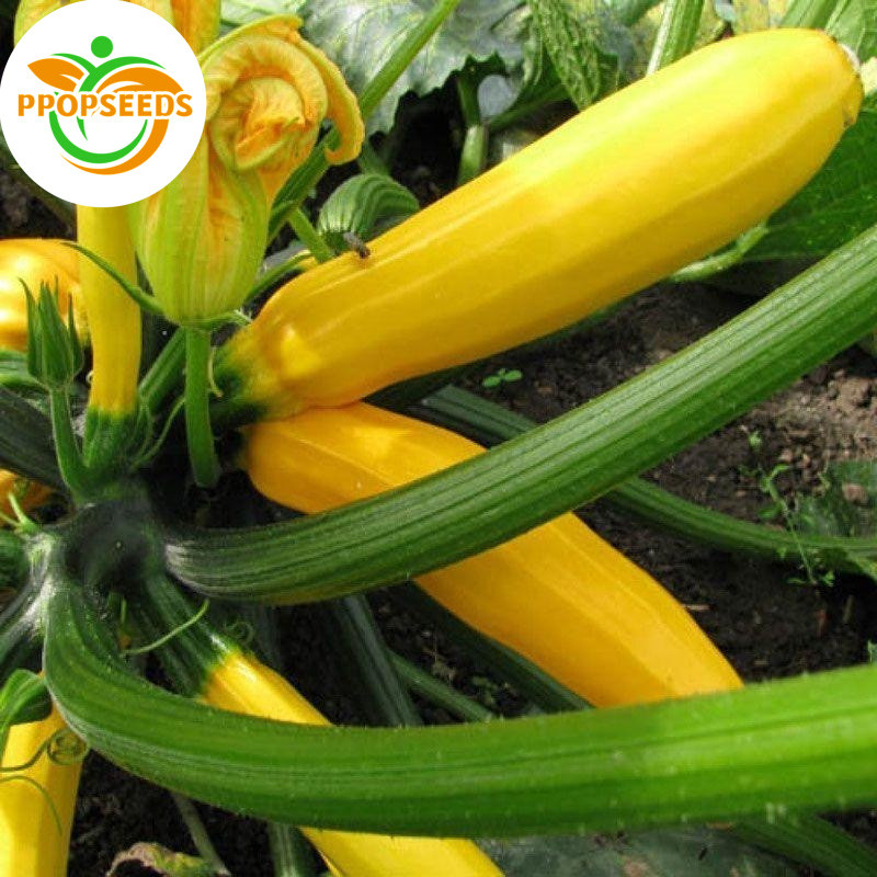 เมล็ดพันธุ์ ซูกินีเหลือง golden zucchini 8เมล็ด F1 Seeds-PPOP SEEDS