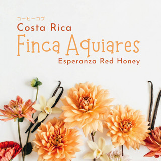 Costa Rica Finca Aquiares Esperanza Red Honey | เมล็ดกาแฟคั่…