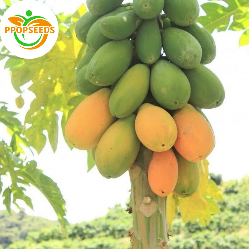 มเมล็ด มะละกอ พันธุ์ ( Papaya Seeds for Planting ) บรรจุ 20 เมล็ด-PPOP SEEDS