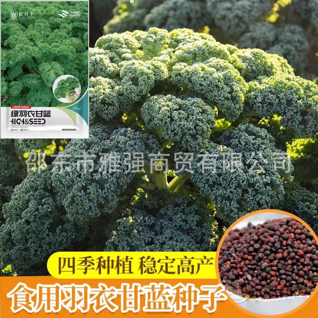 *现货*羽衣甘蓝种子食用羽毛甘蓝菜籽绿色食用四季播种盆栽蔬菜种子籽Kale seeds, edible kale seeds, green20260405