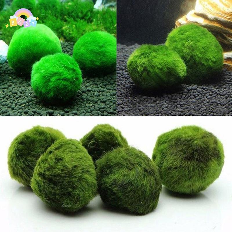 [BB-t] 3-4 ซม. Marimo Moss Balls Live Aquarium พืชสาหร่ายปลากุ้งถังเครื่องประดับจําลองลูกบอลสาหร่ายส