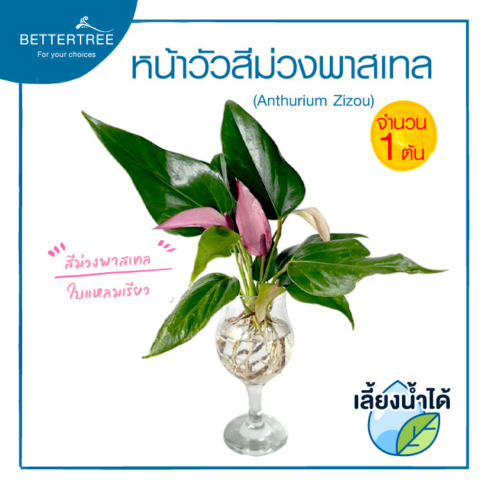 หน้าวัวสีม่วงพาสเทล (จำนวน 1 ต้น) เลี้ยงน้ำได้  (Anthurium Zizou) ไม้ฟอกอากาศ ไม้มงคล