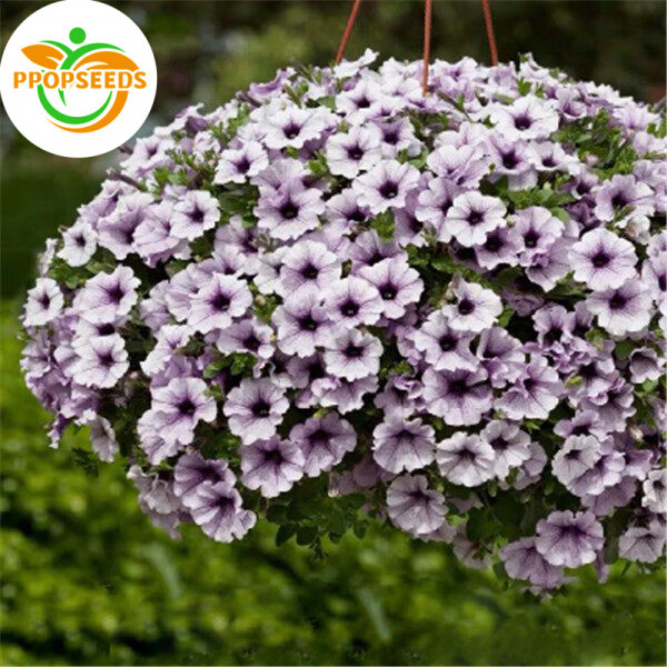 30seeds/pack Morning glory Mixed-colors Petunia Seeds petunia flower seeds Mixed Colors Morning Glor