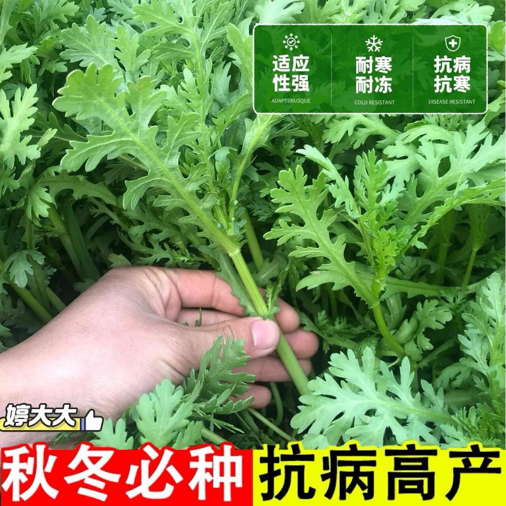 现货小叶茼蒿种子种籽皇帝菜光杆菜种菊花四季籽种青菜蔬菜孑菜籽菜Small-leaf garland chrysanthemum seeds, emperor vegetable seeds, stem