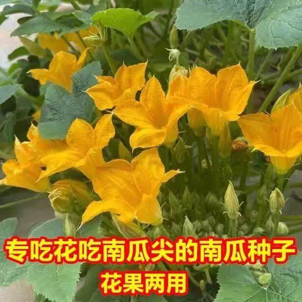 现货食用南瓜花种子营养嫩南瓜种子小南瓜种子南瓜苗南瓜藤种籽蔬菜籽Edible pumpkin flower seeds, nutritious young pumpkin seeds, small.2