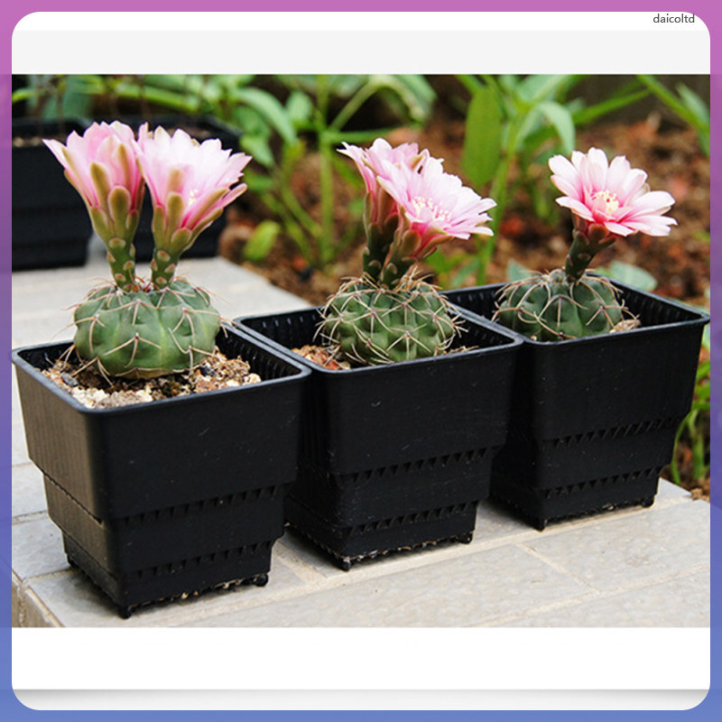 3 ชิ้นกระบองเพชรเรซิ่นดอกไม้หม้อ Root Control daicoltd