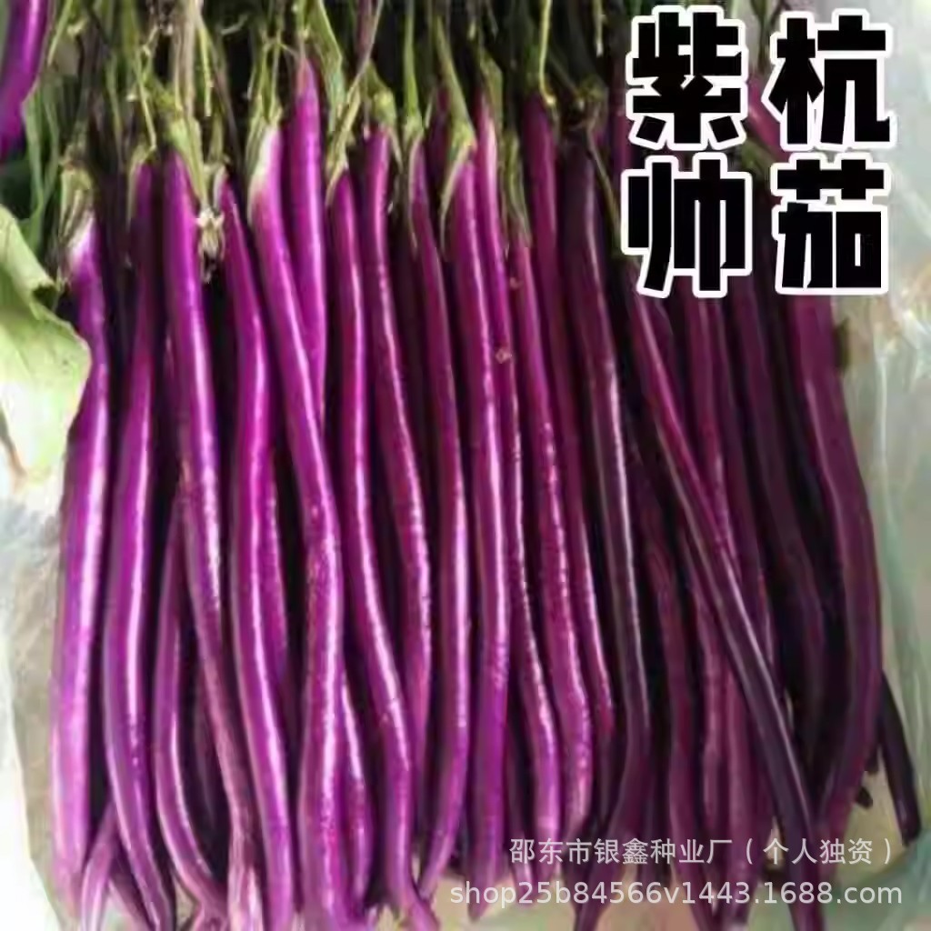 *现货*紫帅杭茄种子紫红绿茄种子长线茄长圆茄子籽原装四季蔬菜种子大全Purple Shuai Hang Eggplant Seeds, Purple-Red and Green Eggplant Se