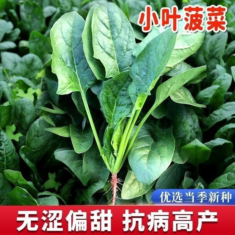 *现货*本地土菠菜种子小尖叶菠菜种籽大叶波菜原装四季蔬菜种子大全批发Local native spinach seeds, small-pointed-leaf spinach seeds, larg