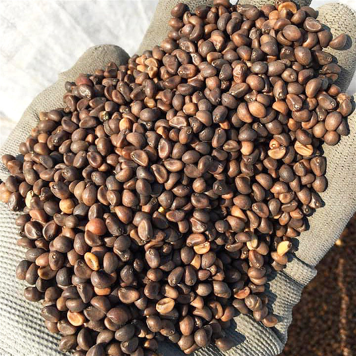 เมล็ดพันธุ์ผักบุ้งจีนเรียวไผ่ 900g. เมล็ดผักบุ้ง ปลูกง่าย ปลูกผักบุ้ง เมล็ดต้นอ่อนผักบุ้ง Chinese Mo