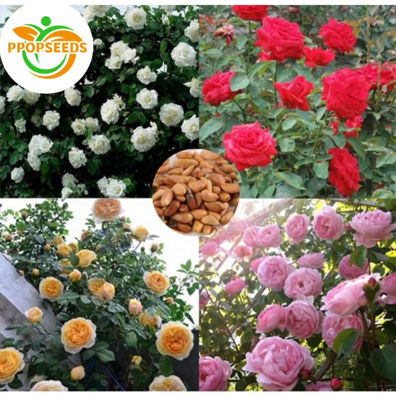 100PCS Climbing Rose Seeds/Garden decoration plant seeds Climbing vine balcony bonsai flower seeds-P