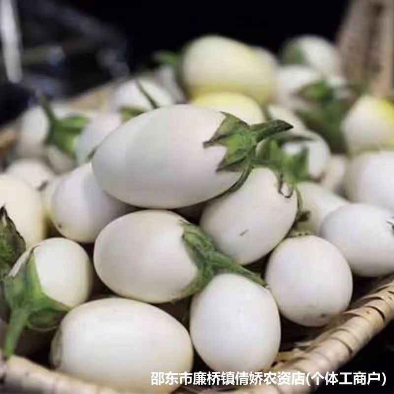 现货鸡蛋白茄种子大全大白圆茄四季瓜果蔬菜种籽原装种子大全Chicken Protein Eggplant Seed Collection: Large White Round Eggplant, Al