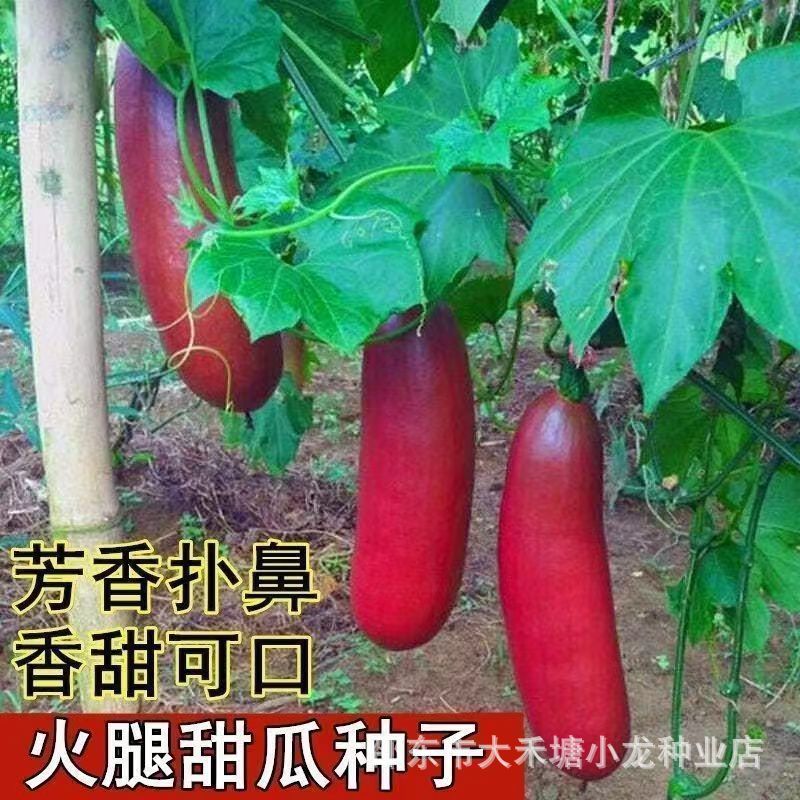 *现货*腿香瓜种子红皮甜瓜种子香蜜甜瓜水果蔬菜种籽四季Leg fragrant melon seeds, red-skinned honeydew melon seeds, fragrant hone