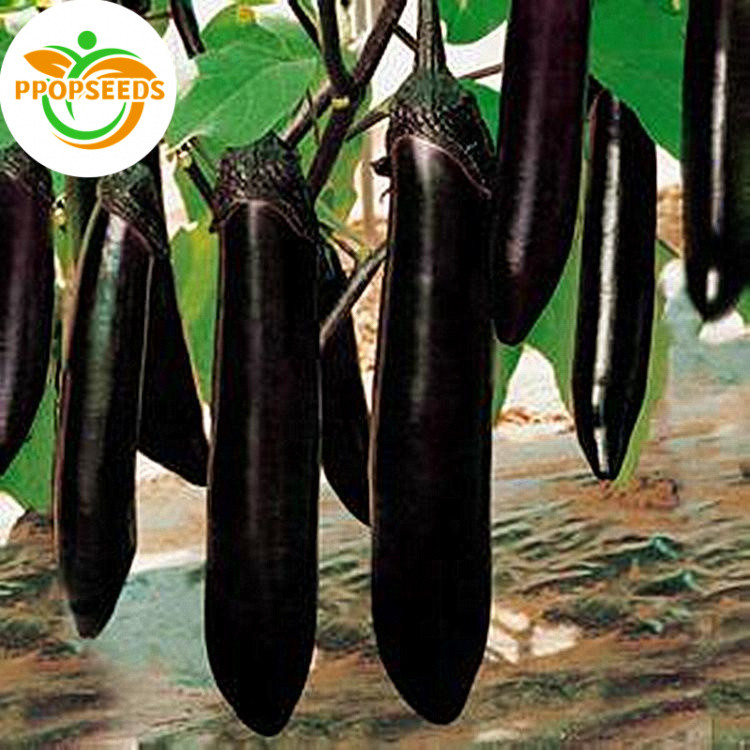LONG EGGPLANT SEEDS (100 SEEDS) LONG PURPLE VARIETY/HYBRID/EASY TO PLANT EGGPLANT LONG PURPLE  SEEDS