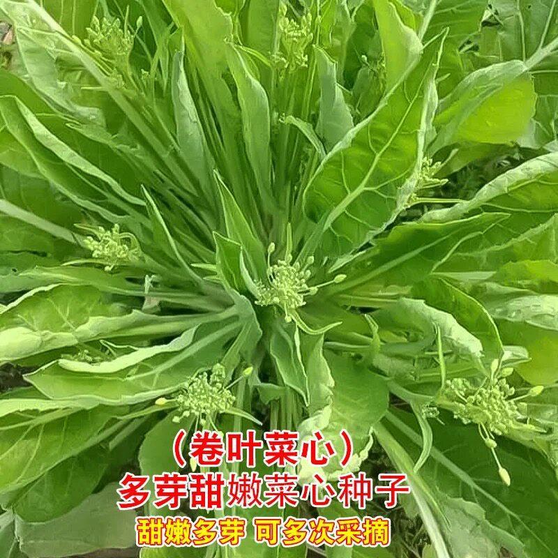 现货柳叶甜菜心种子多枝多芽卷叶菜心种籽尖叶甜脆菜苔青菜种蔬菜种孑Liu Ye Sweet Bok Choy Seeds, Multi-Branch, Multi-Bud, Curly-Leaf Bok