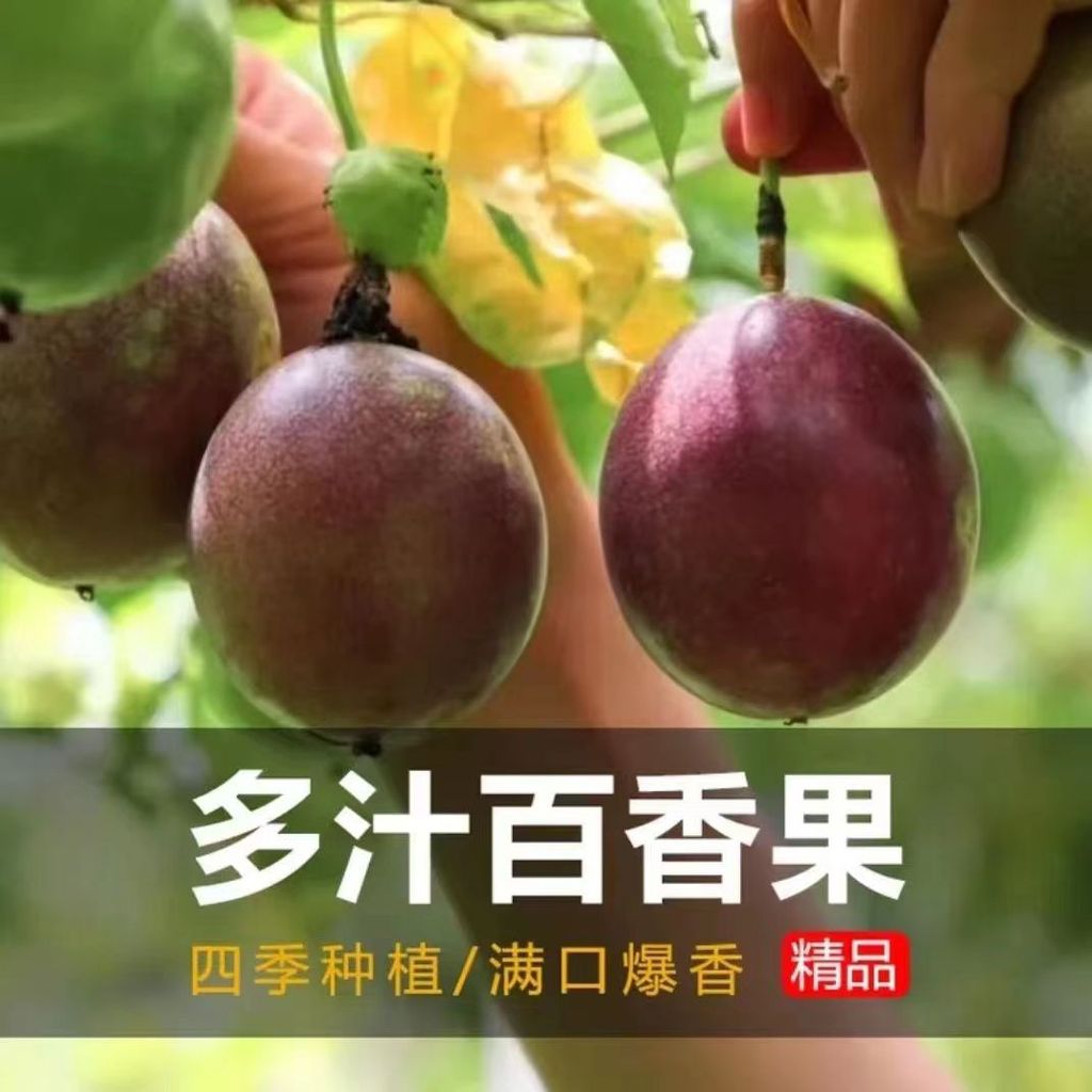 现货热卖百香果种子鸡蛋果种子甜香紫百香果种子春秋四季田园阳台水果种子passion fruit seeds egg fruit seeds sweet purple passion20260403