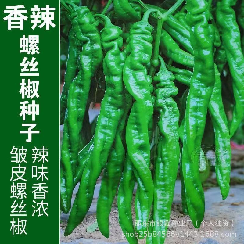 *现货*螺丝线椒种子薄皮椒长线椒本地辣椒种子原装四季蔬菜种子大全批发Screw-type long pepper seeds, thin-skinned pepper, long-shaped pep