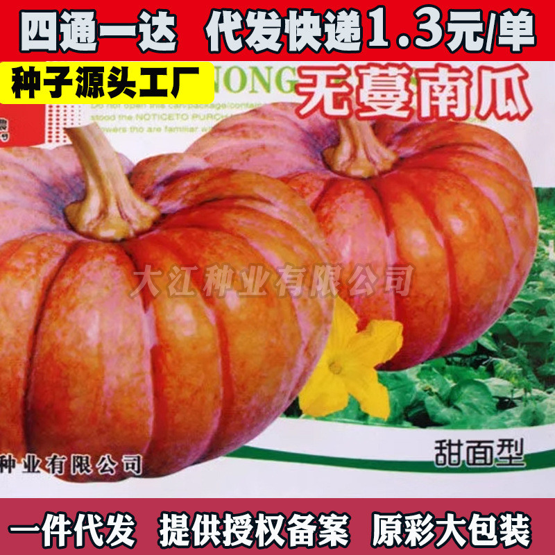 现货满地爬无蔓南瓜种子南瓜种子种粉糯磨盘南瓜种子南瓜种子Ground-hugging vineless pumpkin seeds, pumpkin seeds for planting, powde