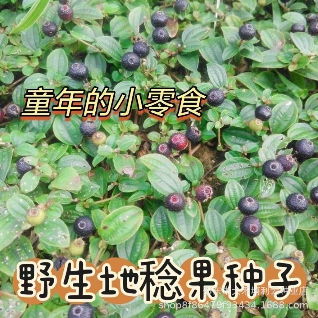 Di Min Fruit Seed Shop Di Minor ยาสมุนไพรจีนแบบดั้งเดิม Di Minor Root Shop Di Jin Di Foot Tea One Ye