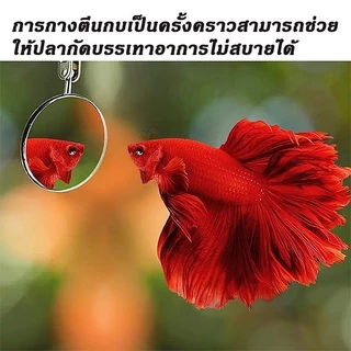กระจกล่อปลา ไม้ล่อปลากัด กระจกล่อปลา ไม้ล่อปลากัด กระจกฝึกปลา กระจกฝึกปลา ยืดพับได้