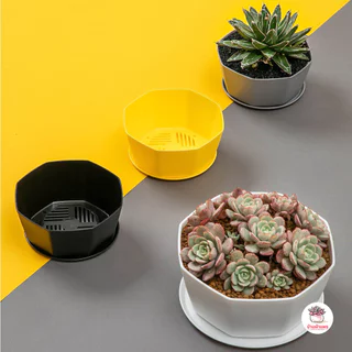 กระถาง 8 เหลี่ยมเตี้ย #DBXEY กระถางพลาสติก กระบองเพชร ไม้อวบน้ำ Cactus&Succulent