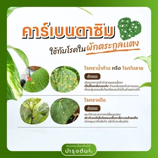 คาร์เบนดาซิม – ตราช้างดาซิม – Carbendazim – สารป้องกันและกำจัดโรคพืช (เชื้อรา)