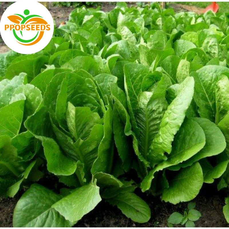 สลัดแก้ว ผักกาดแก้ว เมล็ดพันธุ์ ผักสลัด อัตราการงอกสูง Romaine Lettuce Seed 90% ขึ้น พร้อมวิธีการปลูก ซองละ 5-PPOP SEEDS