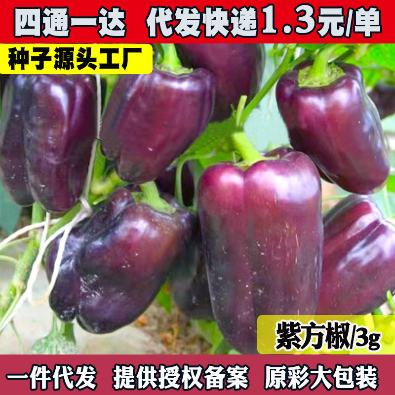 现货紫彩甜椒种子紫色方椒灯笼椒辣椒种籽春秋农家菜园阳台盆栽蔬菜孑Purple sweet pepper seeds, purple square pepper, bell pepper, chili 