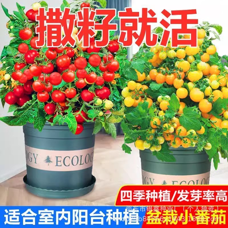 *现货*盆栽红珍珠小番茄种子圣女果小西红柿水果种原装四季蔬菜种子大全Potted Red Pearl Cherry Tomato Seeds, Small Cherry Tomatoes2026040