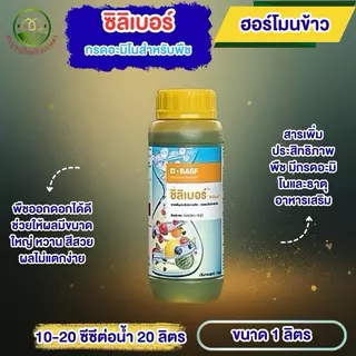 ซิลิเบอร์ ขนาด 1 ลิตร กรดอะมิโนพืช ฮอร์โมนพืชอย่างดี ฉีดแล้ว ใหญ่ก็ได้ หวานก็ดี สีก็โดน เร่งสีสัน เร่งผลใหญ่ เร่งหวาน