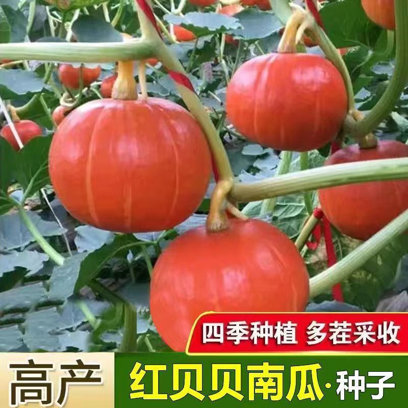 现货热卖红贝贝南瓜种子贝贝板栗南瓜种籽红皮南瓜香甜软糯手掌南瓜种Hong Beibei Pumpkin Seeds, Beibei Chestnut Pumpkin Seeds20260403