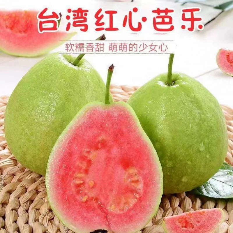 现货热卖番石榴种子正宗红心芭乐种籽四季种植高产易活阳台庭院盆栽果树苗Guava seeds, authentic red-fleshed guava seeds, four seasons.20260