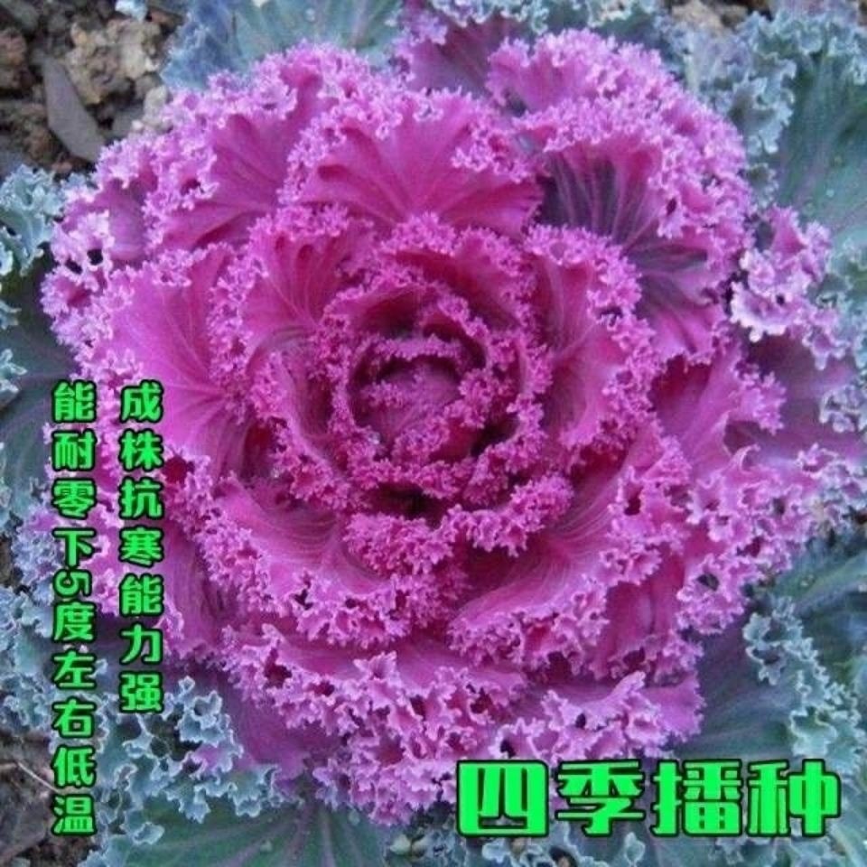 现货热卖紫色羽衣甘蓝种子绿色羽衣甘兰种原装四季蔬菜种子大全菜种子Purple kale seeds, green kale seeds20260407