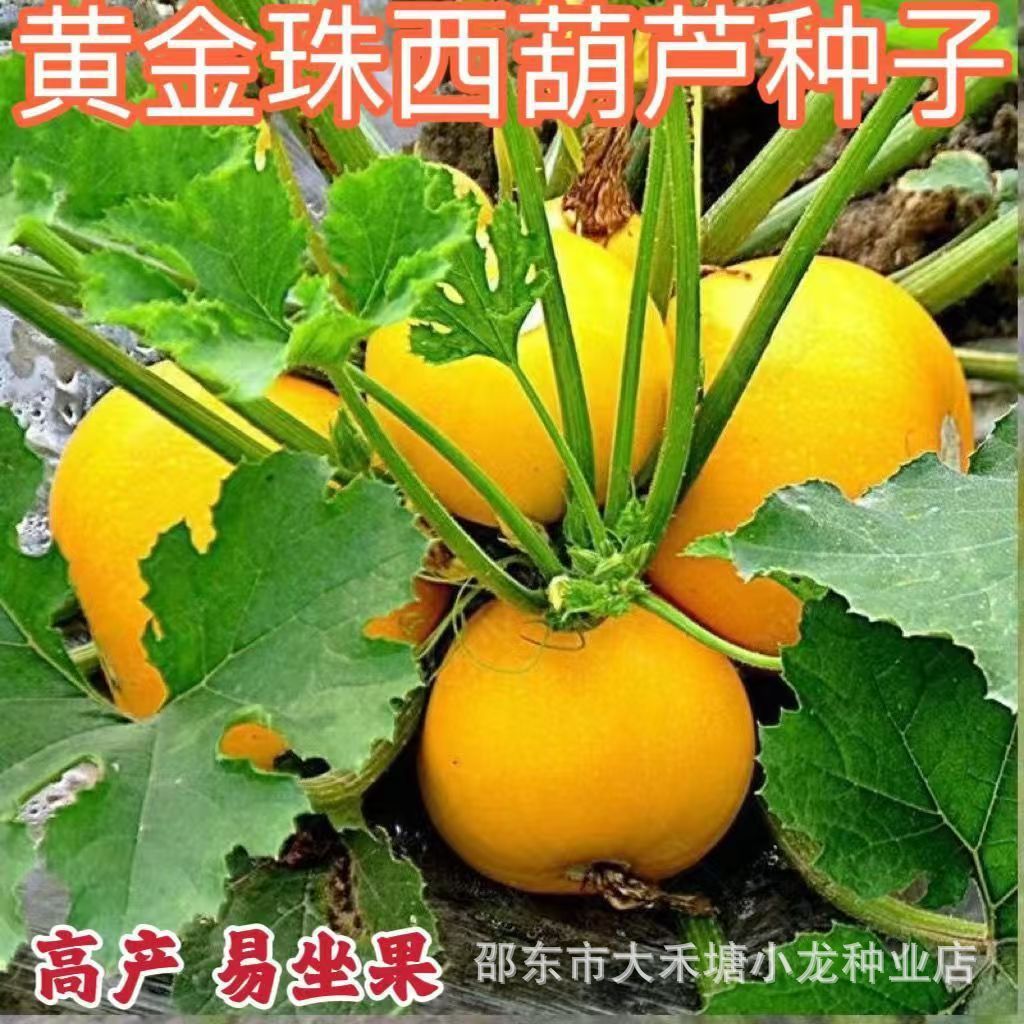 现货热卖金珠西葫芦种子黄西葫芦种籽阳台盆栽蔬菜种子盆栽生吃水果特菜孑Golden Pearl Zucchini Seeds, Yellow Zucchini Seeds for Balcony2026