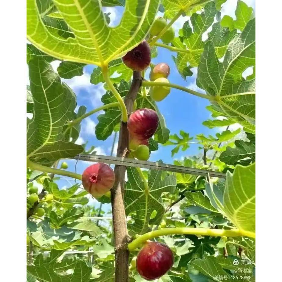 【สวนมะเดื่อฝรั่งในบ้าน】เมล็ดพันธุ์มะเดื่อฝรั่งแท้ 600 เมล็ด | ปลูกง่าย ให้ผลหวาน อุดมสารอาหาร เก็บกินได้ทั้งปี