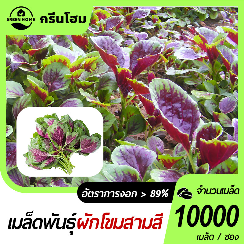 ผักโขมสามสี📌เมล็ดพันธุ์ผักโขมสามสี 10000เมล็ด 🍀ปลูกง่าย🍀งอกไว 🎯ใบดก 👍มีคุณค่าวิตามินสูง